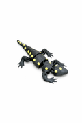 Petite Salamandre – figurine fil 3D